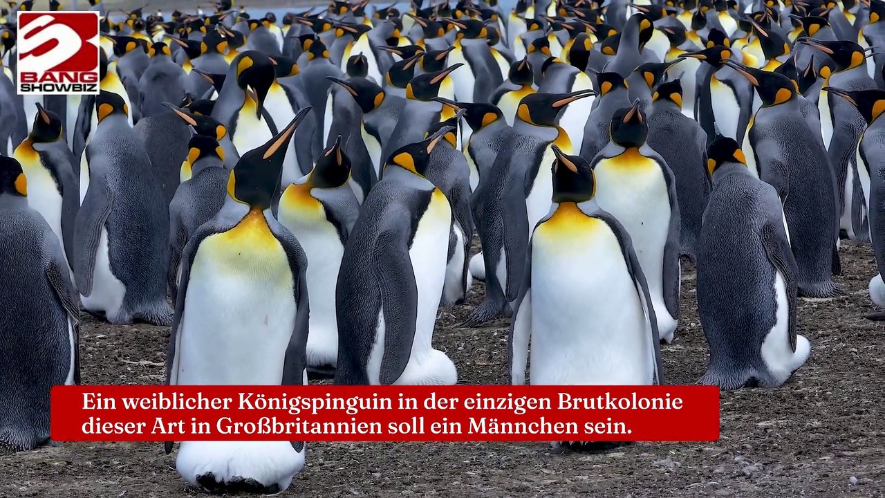 Das Geschlecht eines Königspinguins ist acht Jahre lang verwechselt worden.