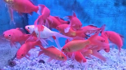 Best Fish Video of India | A Visual Feast for Fish Lovers 🐟🇮🇳