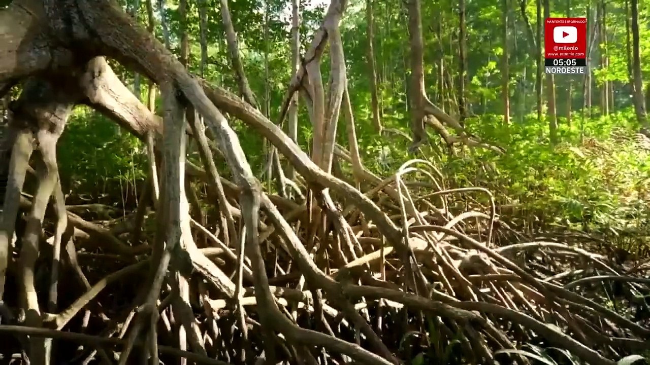 Semarnat reitera en Senado planes de restauración de ríos y manglares