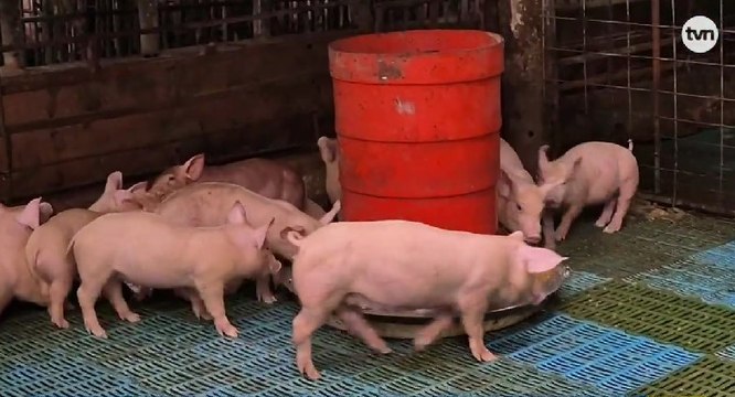 Asociación de Productores Porcinos: “La carne de cerdo panameña garantiza calidad y empleo”