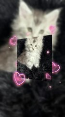 Fab Black Silver Maine Coon Girl, 6 weeks old