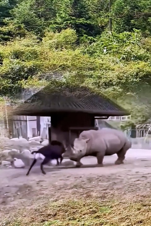 Cute animals | funniest animals  #cutepets #animal #cuteanimals #funnyanimals #funny