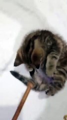 My Cute Cat Sheela is playing with me and enjoying