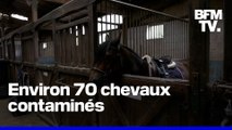 Une épidémie de rhinopneumonie a tué 10 chevaux en France
