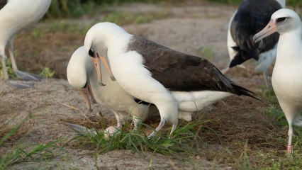 The World’s Oldest Bird Lays an Egg