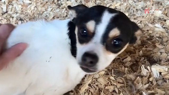 Mientras recogía huevos en el gallinero, una sombra temblorosa la observaba entre las gallinas