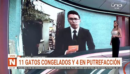 Caso gatitos congelados