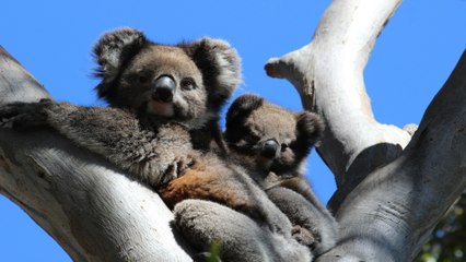 Australia acelera esfuerzos para salvar a los koalas de enfermedades como la clamidia