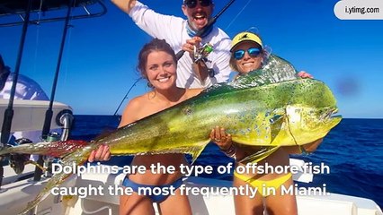 What to Fish for Miami Deep Sea Fishing Miami - TripAdvisor and Booking
