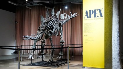 World’s most expensive dinosaur fossil unveiled at New York’s Natural History Museum