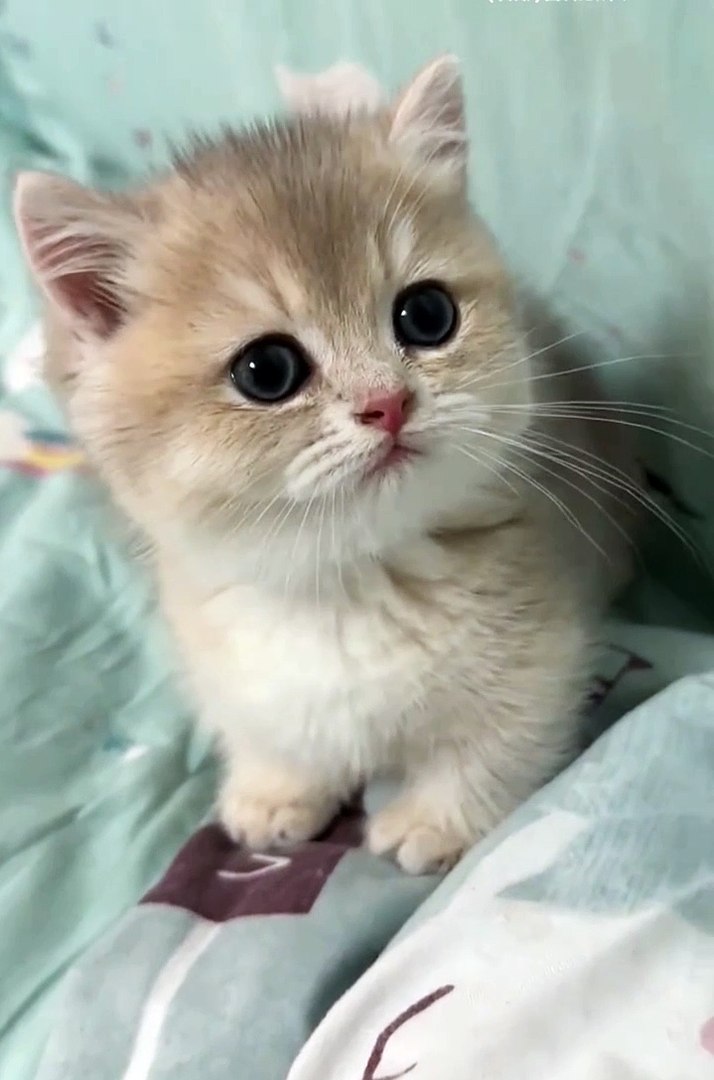 ⁣Cute animals | funniest animals  #cutepets #animal #cuteanimals #funnyanimals #funny