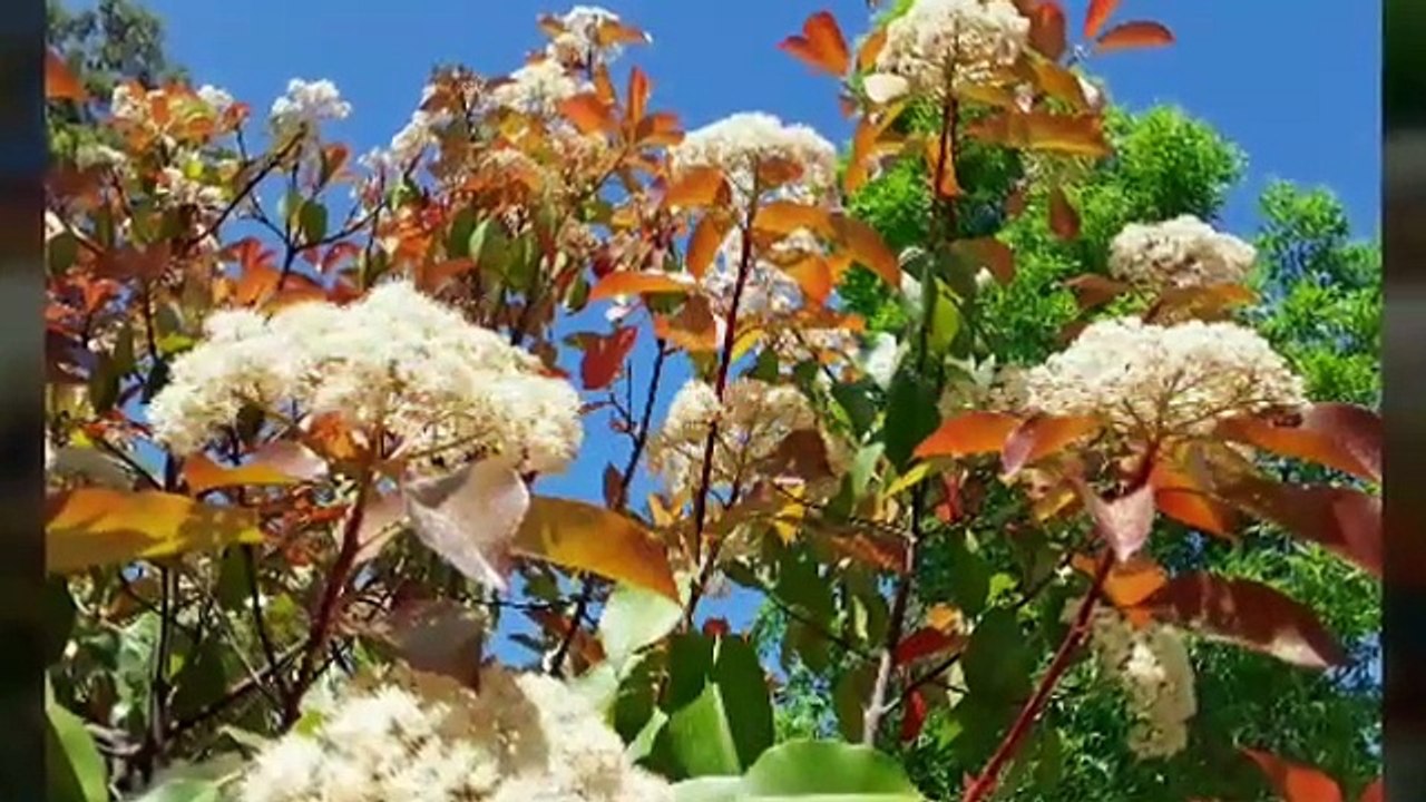 Granada , parque garcia lorca (2)