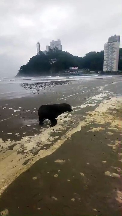 Lobo-marinho é resgatado com sinais de exaustão em praia de Santos; VÍDEO