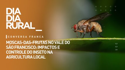 Moscas-das-frutas no vale do São Francisco: impactos e controle do inseto na agricultura local