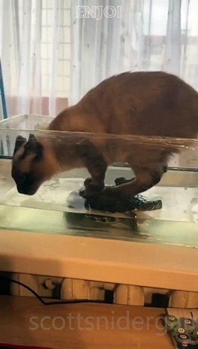 Cat Funny Video #16 (12-05-2024)