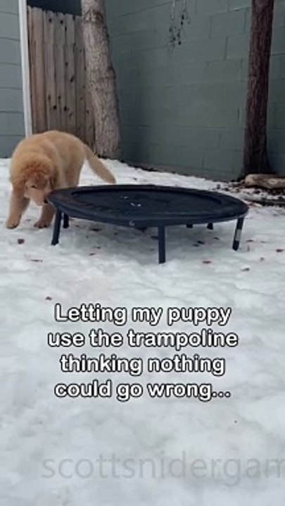 Dog Funny Video #40 (12-05-2024)