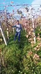 مجهولون يقطعون مساحة 3 هكتار من العنب