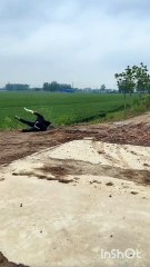 Funny videos