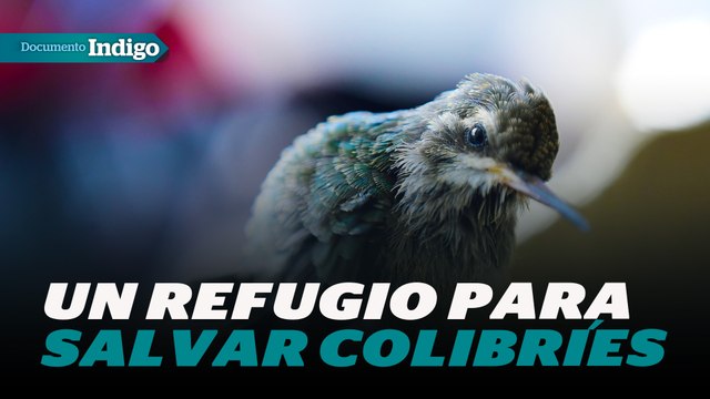 ¿Sabías que existe un refugio para colibríes en la CDMX? | Reporte Indigo