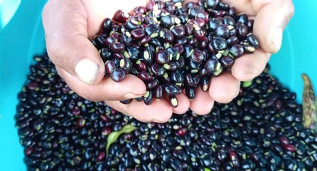 Impacto climático dispara el precio del guandú en varios comercios panameños