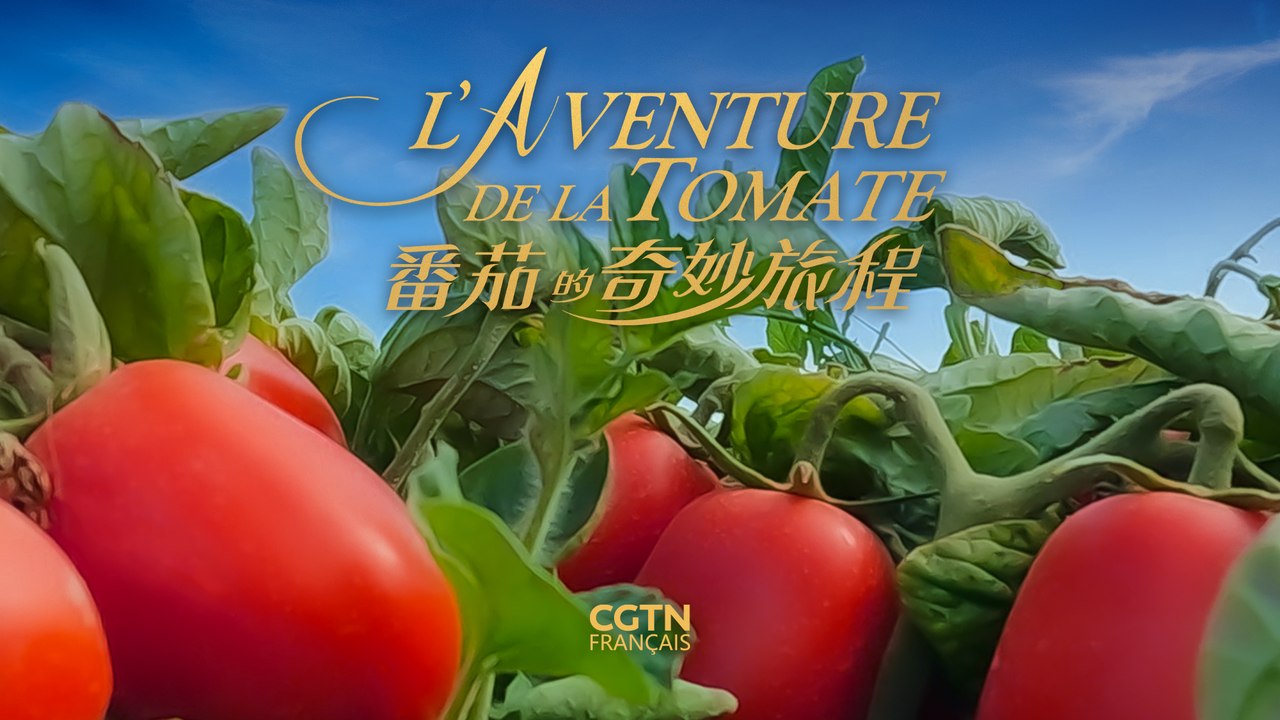 L'aventure de la tomate