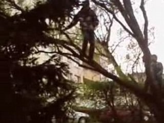 saut d'un arbre