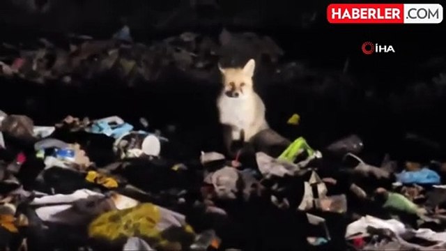 Boz Ayılar ve Tilkiler Çöplükte Yiyecek Arıyor