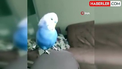 Sübhaneke Okuyan Muhabbet Kuşu Görenleri Hayrete Düşürdü