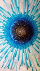 Beautiful fishs video with surah of Quran