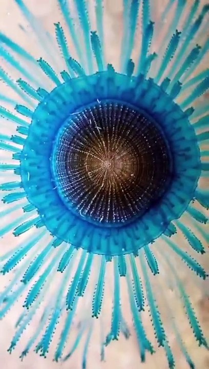 Beautiful fishs video with surah of Quran