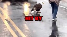 EAGLE HIT BY CAR! #animals #pets #animalstories #animalrescue #cute #cuteanimals #natureglobal