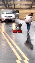 EAGLE HIT BY CAR! #animals #pets #animalstories #animalrescue #cute #cuteanimals #natureglobal