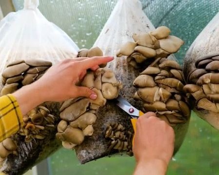Mushroom boom! Easy steps of growing mushrooms at home!