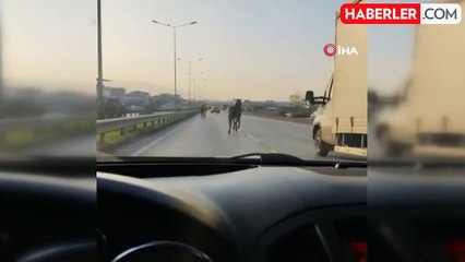 Bursa'da Başboş Atlar Anayolda Tehlike Yarattı