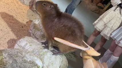 Hungriger Pelikan versucht, Wasserschwein zu „fressen“