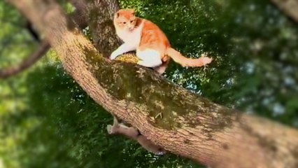 Schlaues Eichhörnchen überlistet Katze bei der Jagd um einen Ast