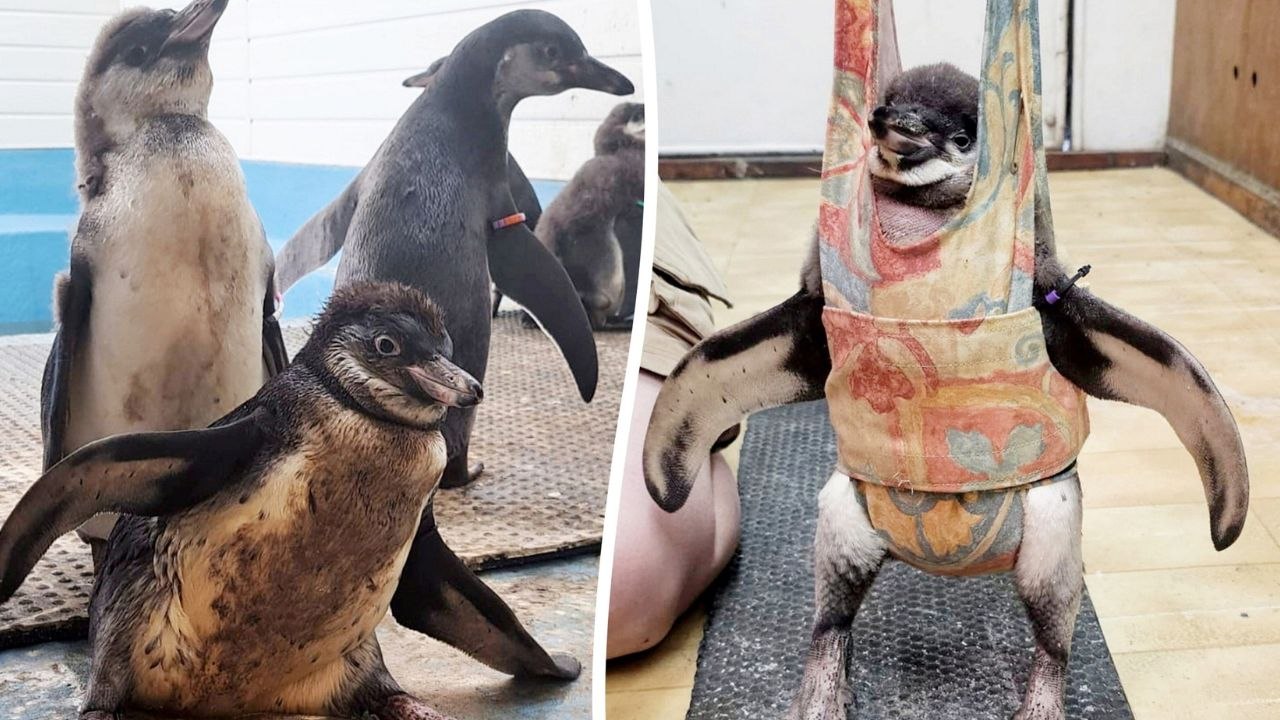 Ein hinkendes Pinguinbaby konnte dank einer Babywippe wieder laufen