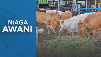 Ceburi industri lembu hibrid bantu tingkat SSR daging