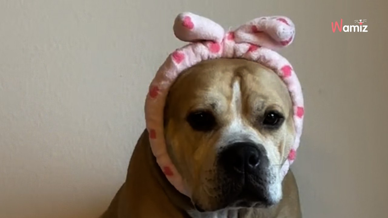 Lorsqu'il quitte le refuge après 2 ans de box et qu'il découvre sa maison, ce chien change totalement de visage (vidéo)