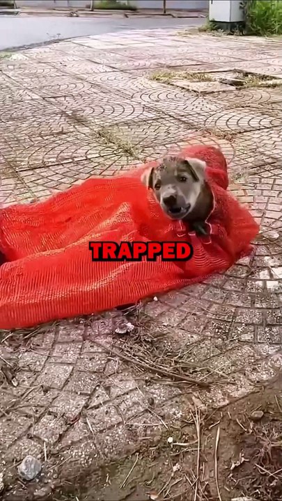 SAVING TRAPPED DOG! #animals #pets #animalstories #animalrescue #cute #cuteanimals #natureglobal