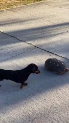 Dachshund is playing with a tortoise!