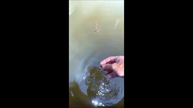 Il pensait nourrir des poissons mais va avoir une sacrée surprise