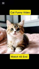 Cat dance video/ Cat funny video/ cartoon video for kids