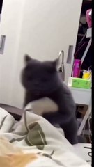 Monster Laugh hahaha 😼