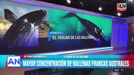 Península Valdés: 25 años como patrimonio de la humanidad y santuario de ballenas