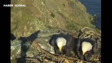 Yuvalarını inşa ederken anlaşamayan kartal çiftinin görüntüleri viral oldu