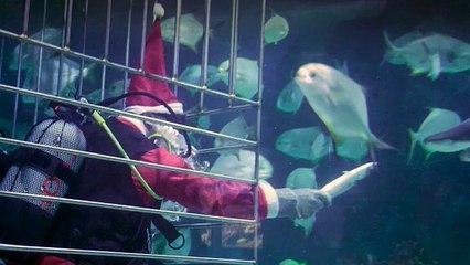 Budapest, Babbo Natale nuota con i suoi amici squali