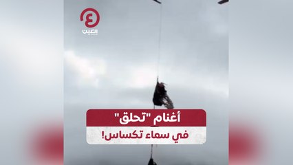 أغنام "تحلق" في سماء تكساس!