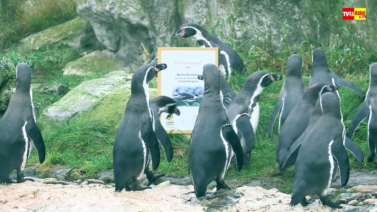 Ein watschelndes Geschenk unter dem Christbaum
