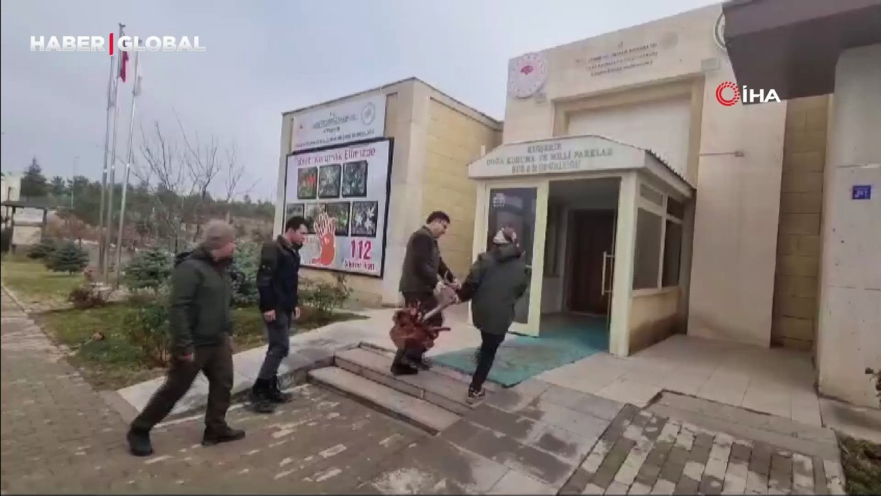 Avlanması yasak olan Kızıl Geyik kafasını ve boynuzunu kopardı, satarken böyle yakalandı